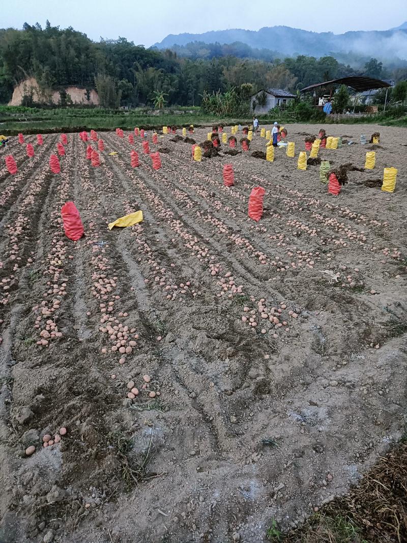 云南红皮土豆种植基地