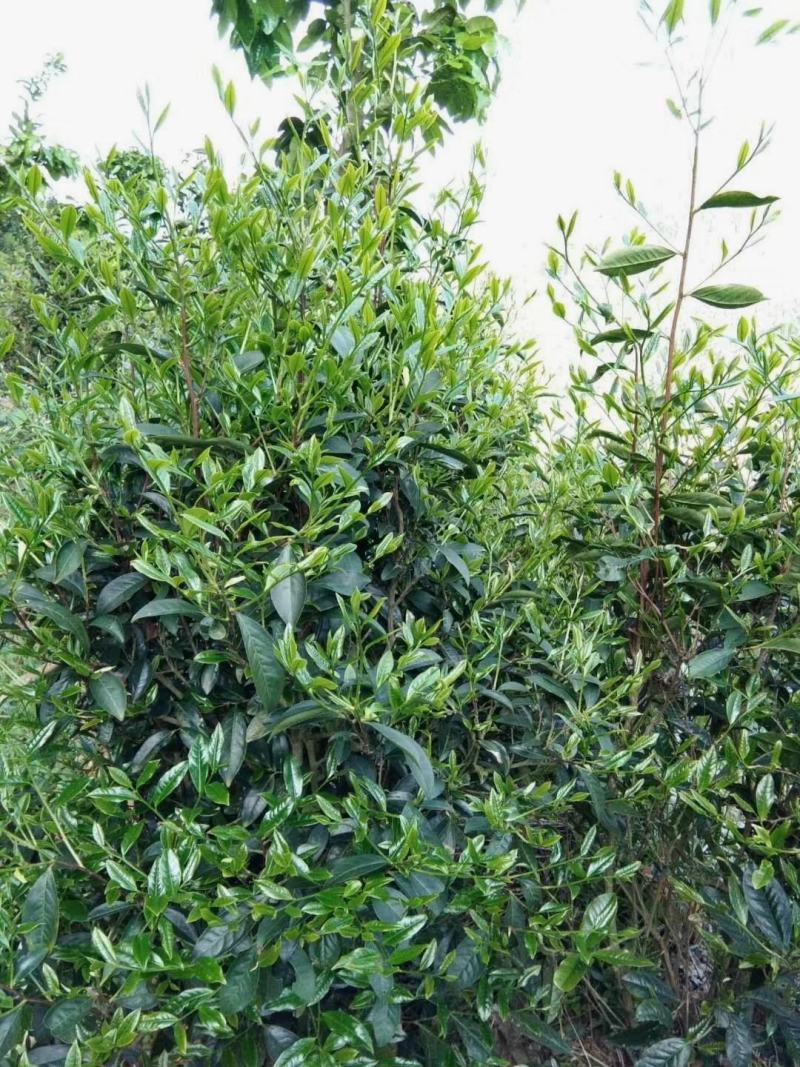 生态清明茶大帽茶