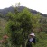 生态清明茶大帽茶