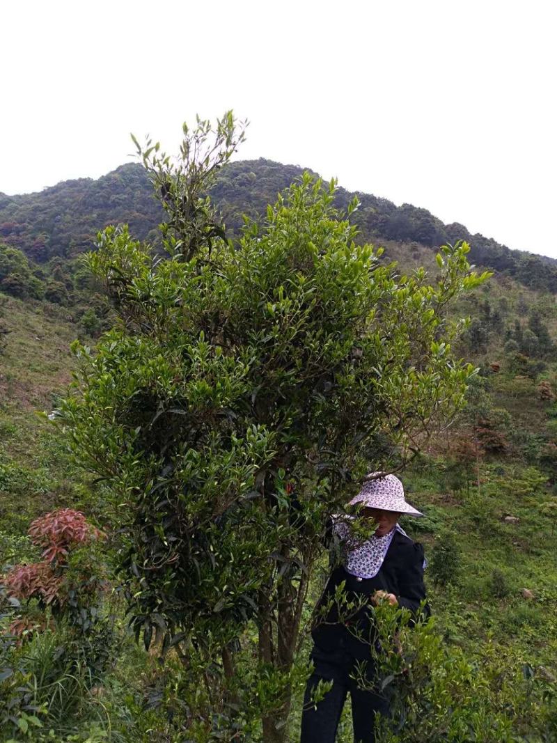 生态清明茶大帽茶