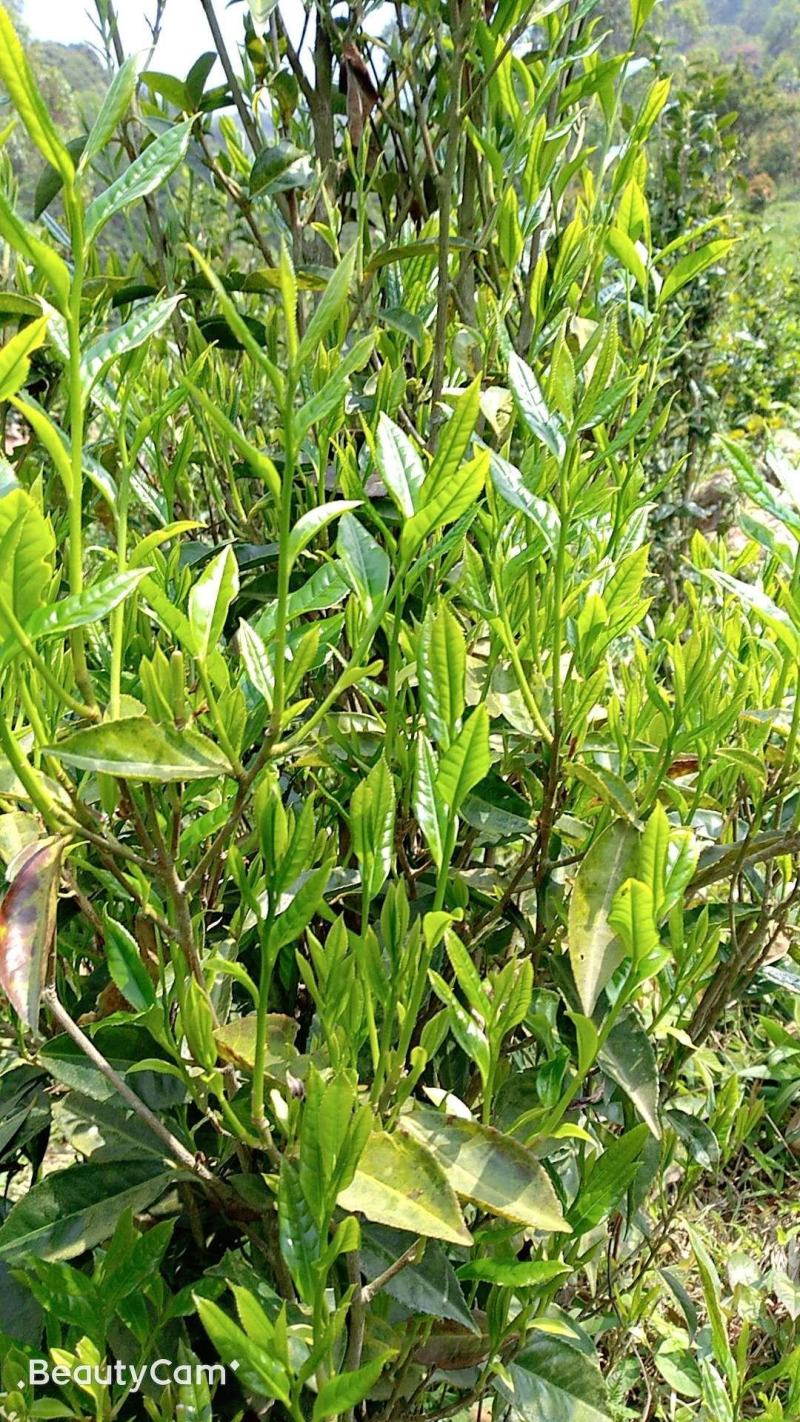 生态清明茶大帽茶
