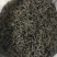 生态清明茶大帽茶