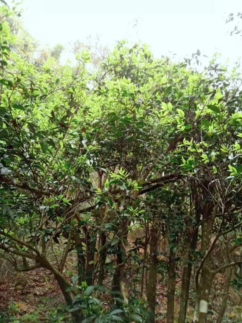 生态清明茶大帽茶