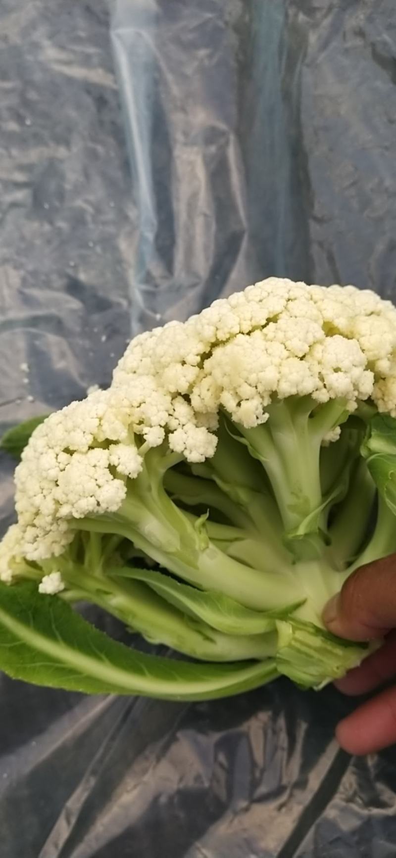 青梗松花菜菜花大量上市品质保证一手货源量大从优