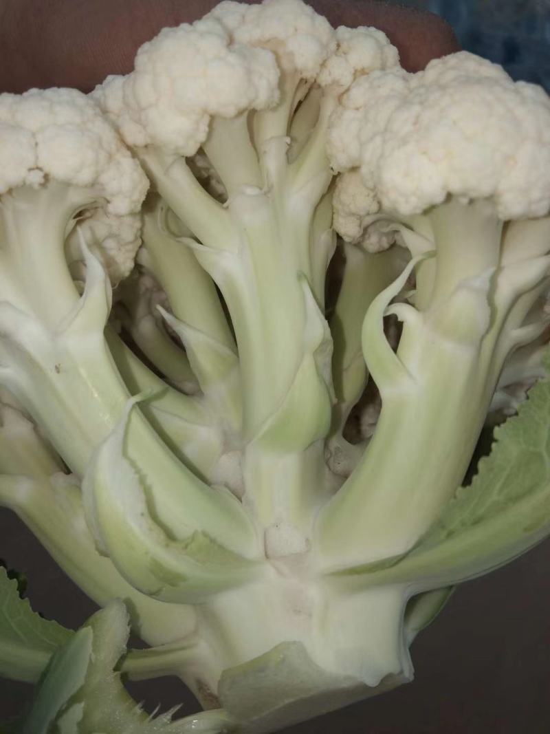 青梗松花菜菜花大量上市品质保证一手货源量大从优