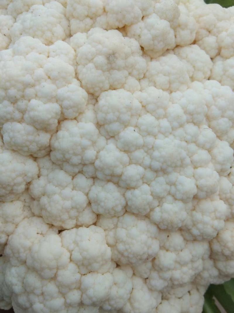 青梗松花菜菜花大量上市品质保证一手货源量大从优