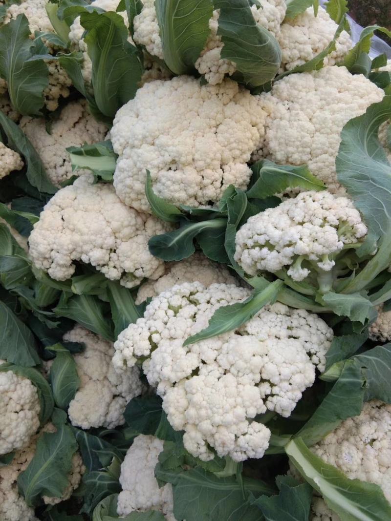 青梗松花菜菜花大量上市品质保证一手货源量大从优