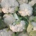 青梗松花菜菜花大量上市品质保证一手货源量大从优