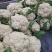 青梗松花菜菜花大量上市品质保证一手货源量大从优