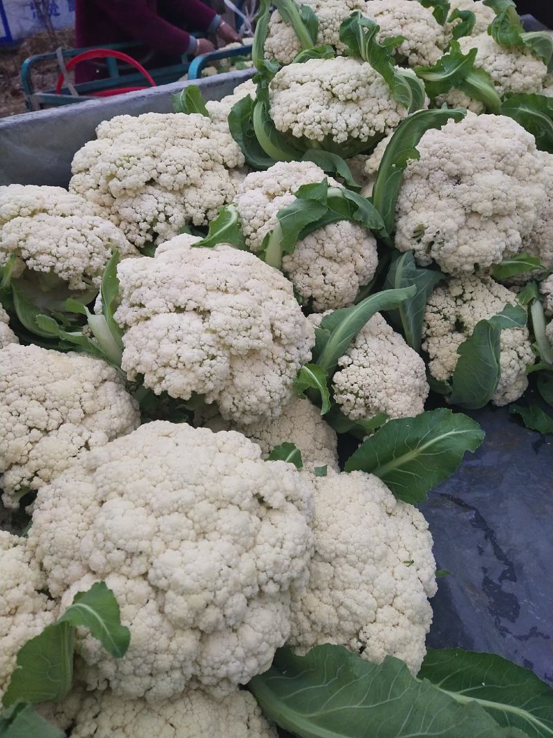 青梗松花菜菜花大量上市品质保证一手货源量大从优