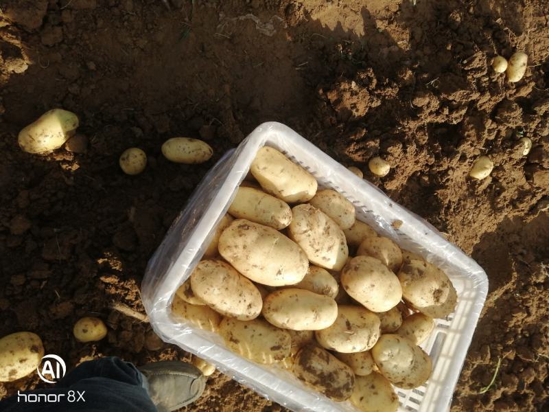山东土豆泰安肥城四膜棚土豆新土豆大量供货