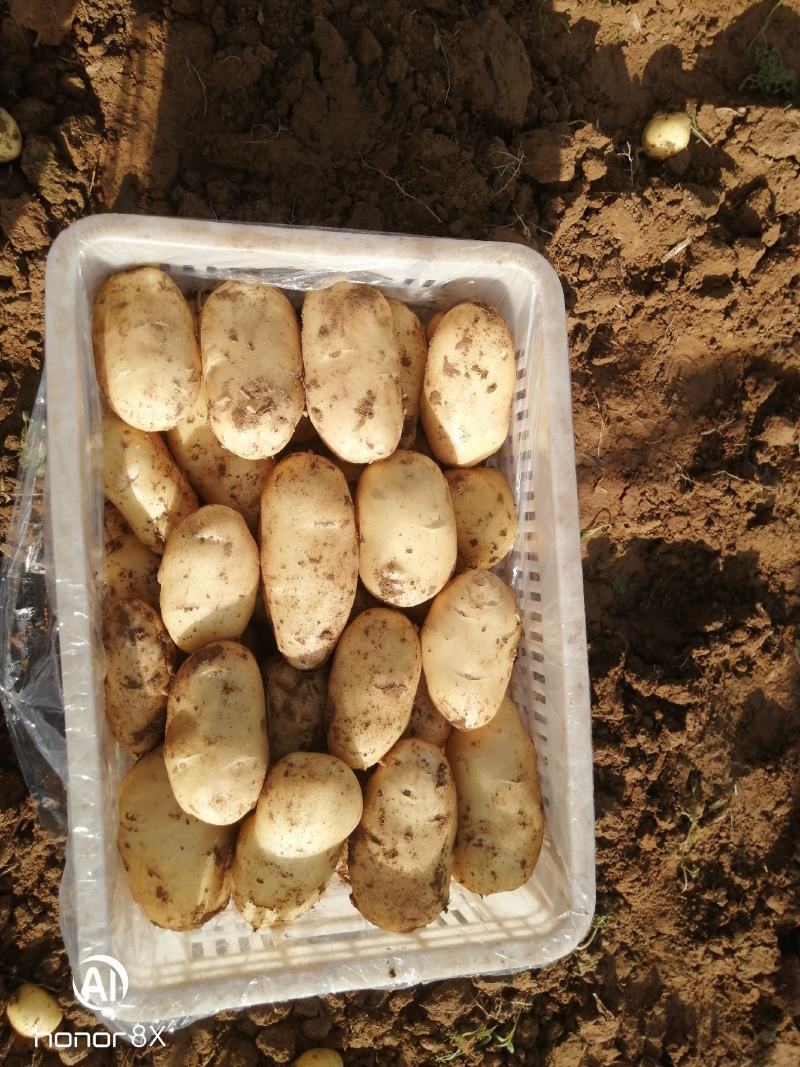 山东土豆泰安肥城四膜棚土豆新土豆大量供货