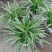 大盆金边吊兰各色绿植水培代理批发花木果树