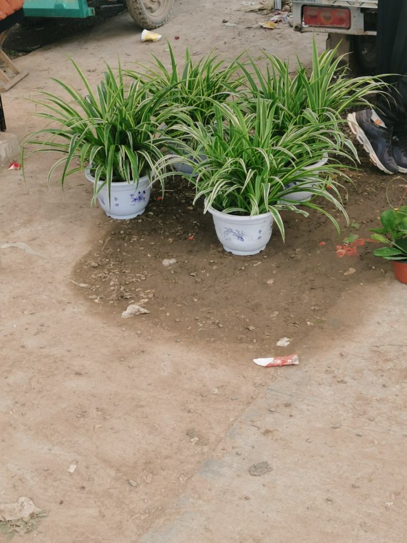 大盆金边吊兰各色绿植水培代理批发花木果树