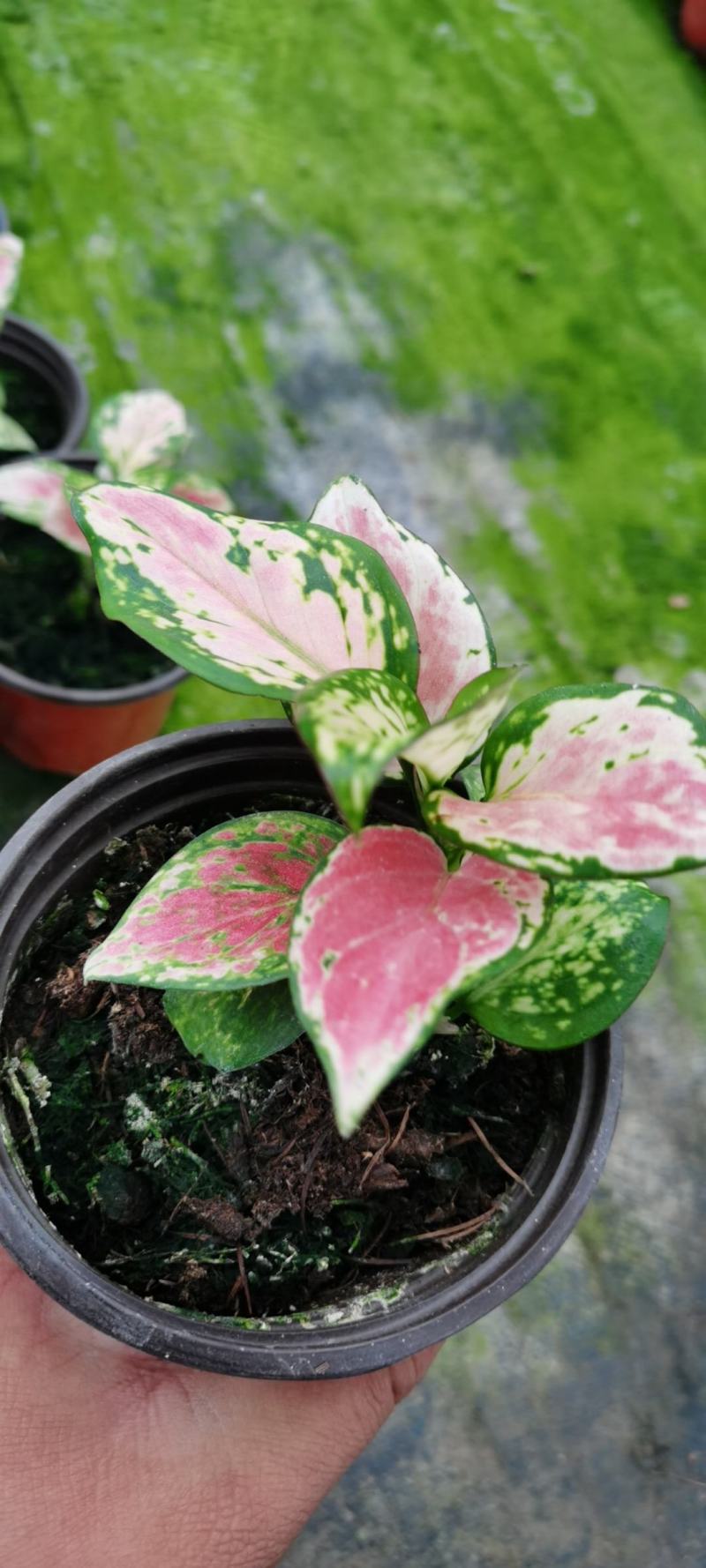 大盆金边吊兰各色绿植水培代理批发花木果树