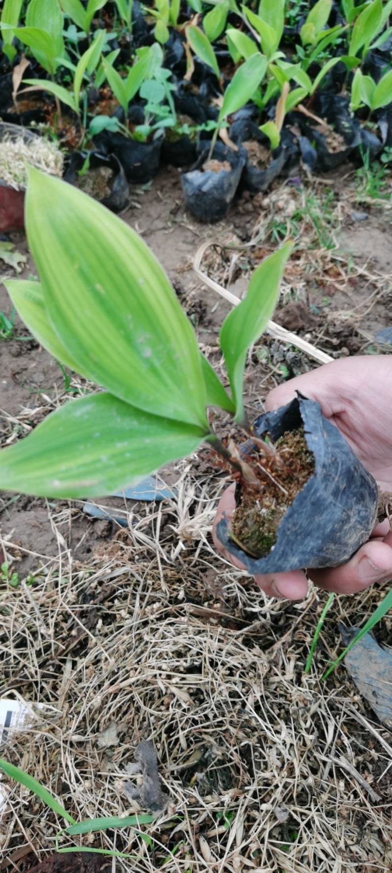 大盆金边吊兰各色绿植水培代理批发花木果树