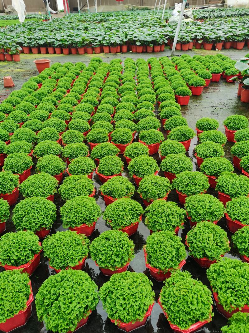大盆金边吊兰各色绿植水培代理批发花木果树