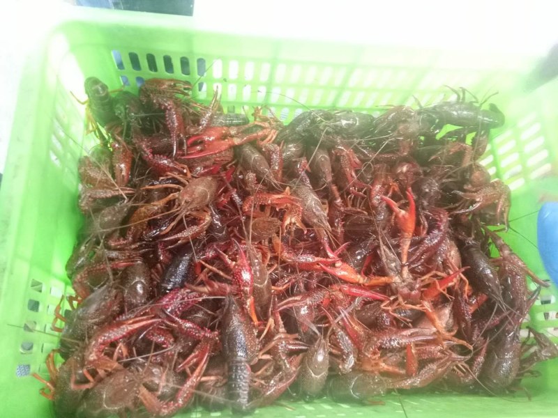 湖北仙桃潜江小龙虾新鲜鲜活底板干净全国发货