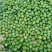 大量供应黑总统黑宝石加工用青李子2.5公分以上