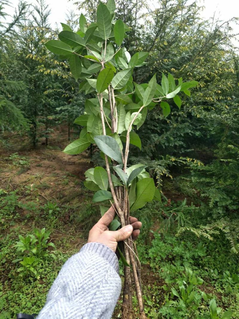 桂花桂花苗，八月桂，苗高50-150厘米