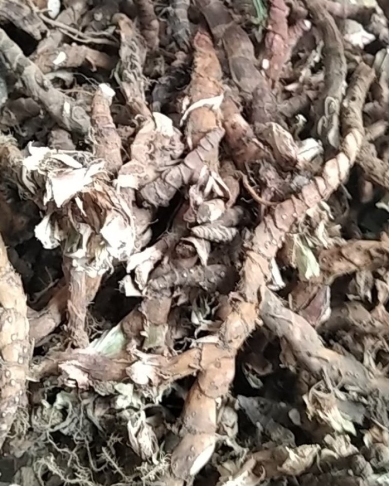 石菖蒲野生石菖蒲大别山野生中药材不是野生不要钱