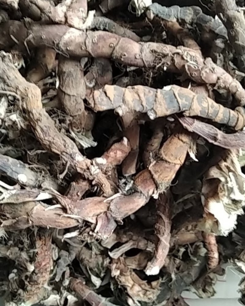 石菖蒲野生石菖蒲大别山野生中药材不是野生不要钱