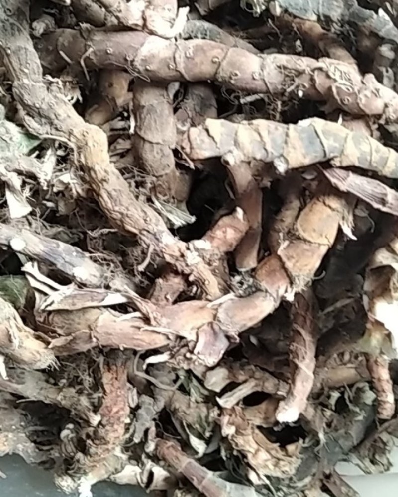 石菖蒲野生石菖蒲大别山野生中药材不是野生不要钱