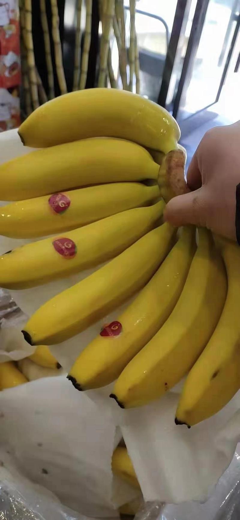 菲利宾进口香蕉