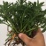 高钙菜、养心菜、费菜、救心菜，景天三七，可食可观赏！