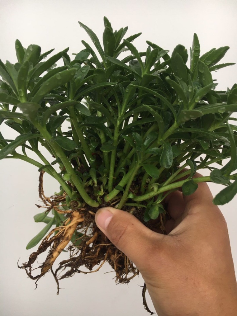 高钙菜、养心菜、费菜、救心菜，景天三七，可食可观赏！