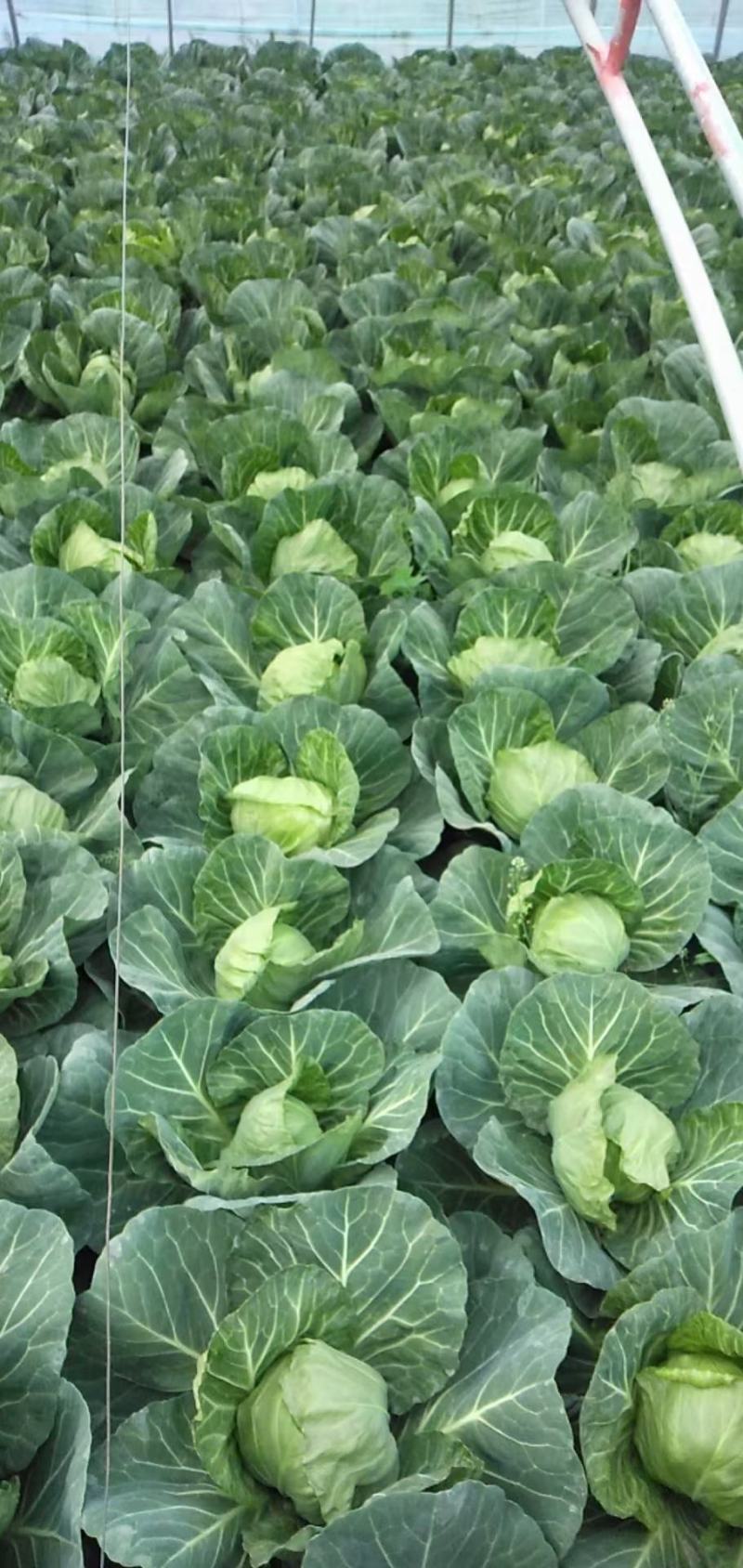 河北甘蓝，万亩蔬菜种植基地，新货大量上市，量大从优