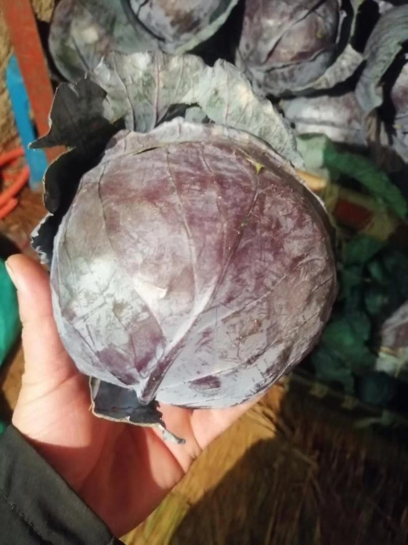 河北甘蓝，万亩蔬菜种植基地，新货大量上市，量大从优