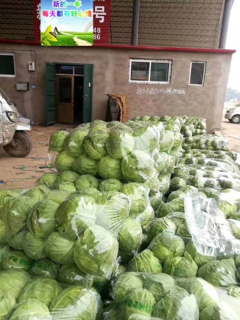 河北甘蓝，万亩蔬菜种植基地，新货大量上市，量大从优