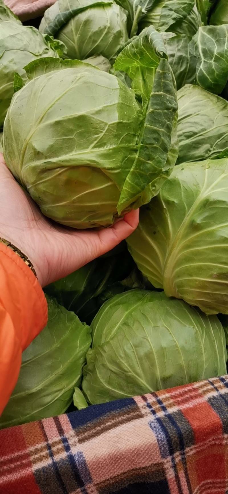 河北甘蓝，万亩蔬菜种植基地，新货大量上市，量大从优