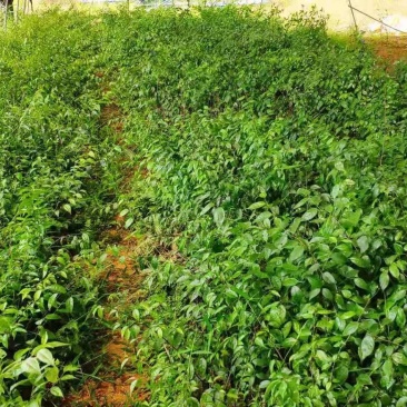 岗梅苗，基地直供，包技术，包回收！