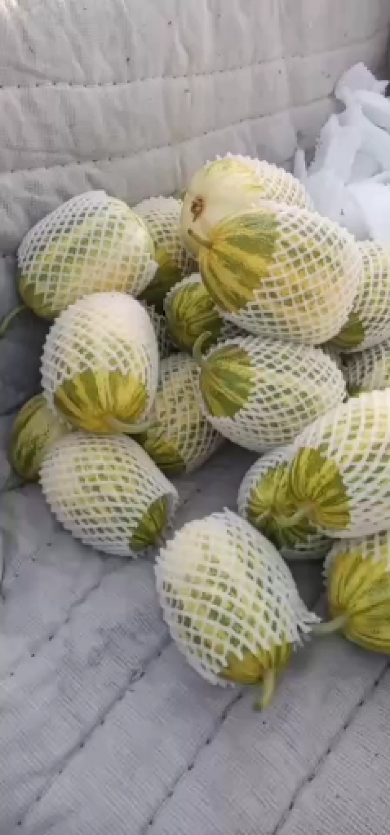 花姑娘甜瓜，熟度好，果子脆甜爽口，含多种营养元素。