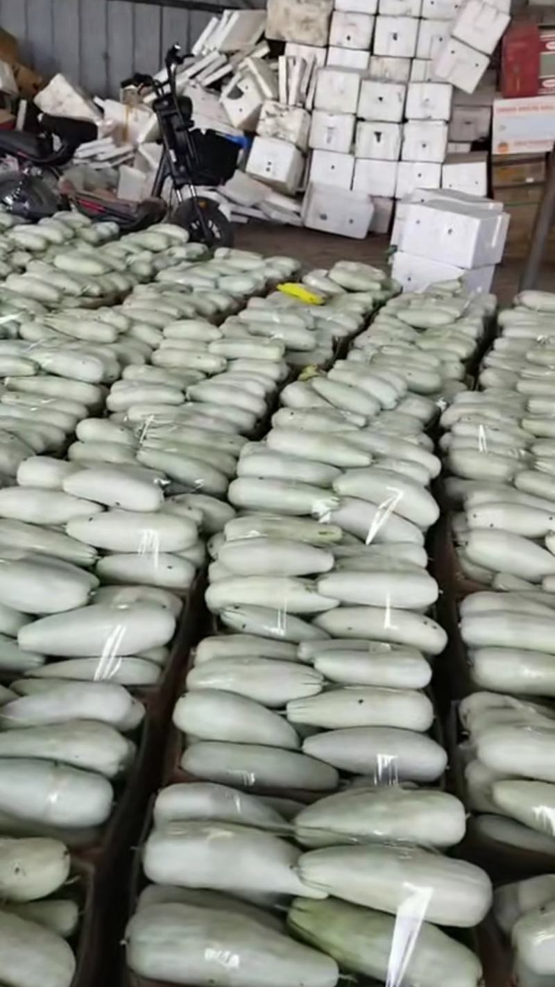 博洋九甜瓜大量上市需要的客户可以联系我，产地发货，全国发