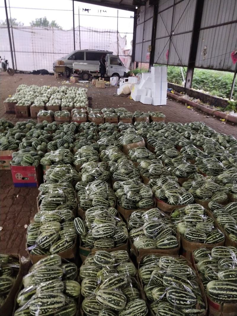 博洋九甜瓜大量上市需要的客户可以联系我，产地发货，全国发