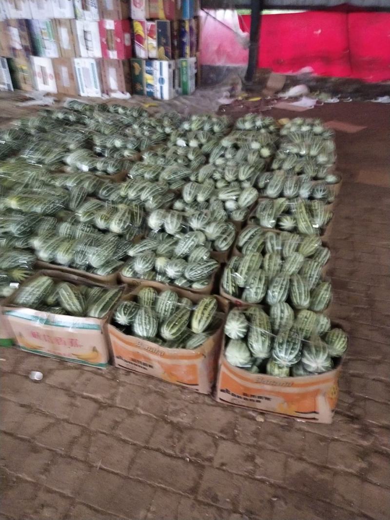 博洋九甜瓜大量上市需要的客户可以联系我，产地发货，全国发