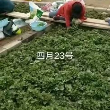 本基地4月底可以拔苗，开始接收预定，烟薯25，西瓜红，济