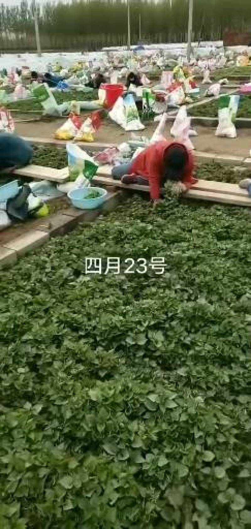 本基地4月底可以拔苗，开始接收预定，烟薯25，西瓜红，济