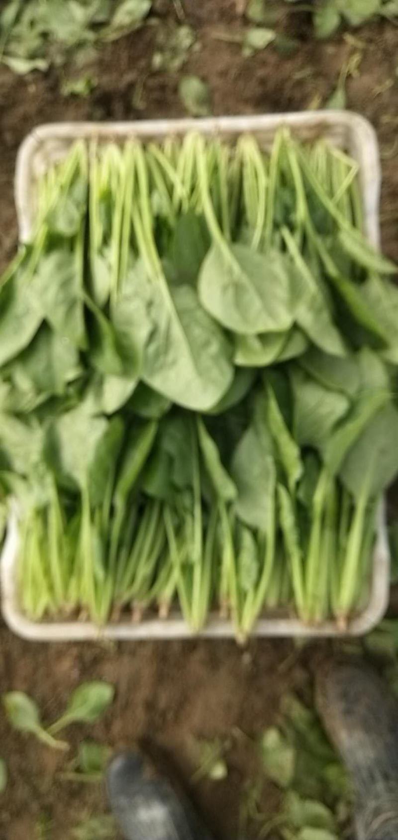 精品菠菜