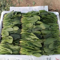 精品菠菜