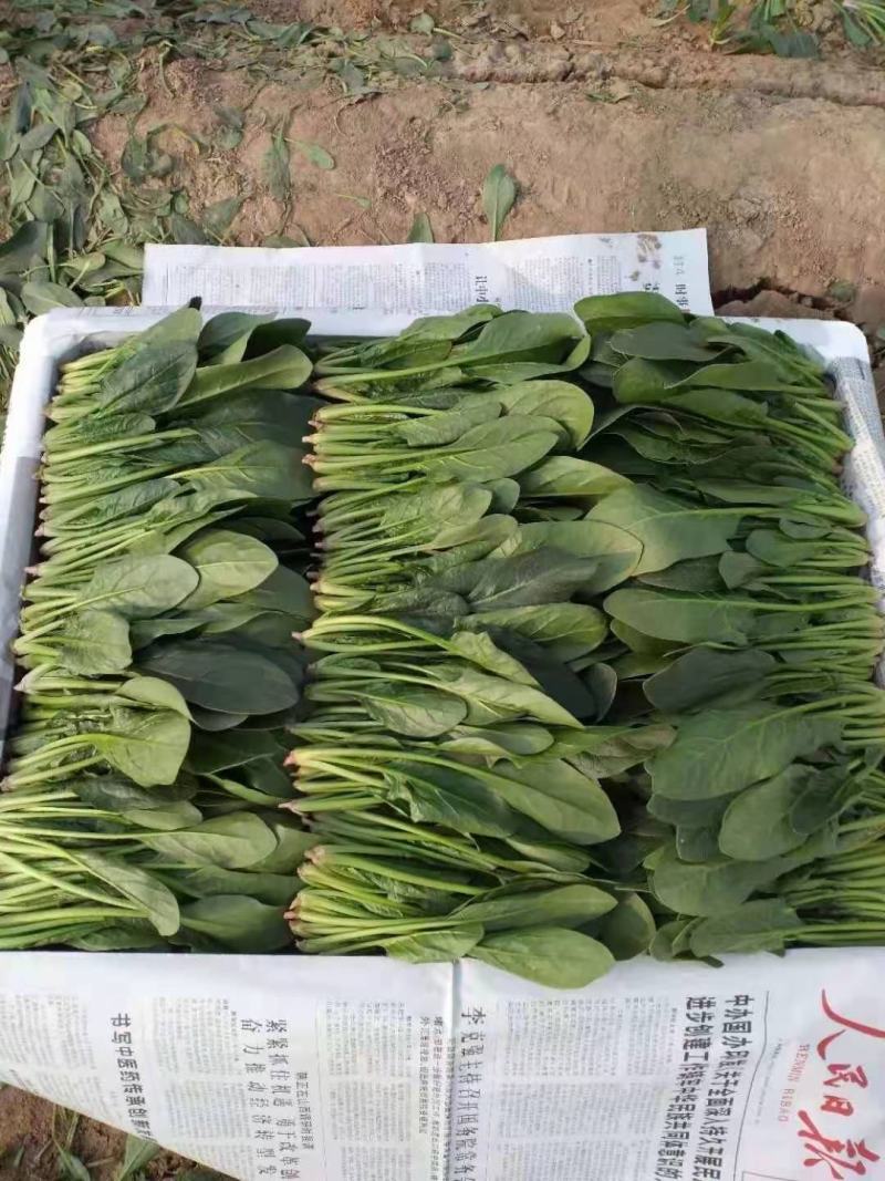 精品菠菜