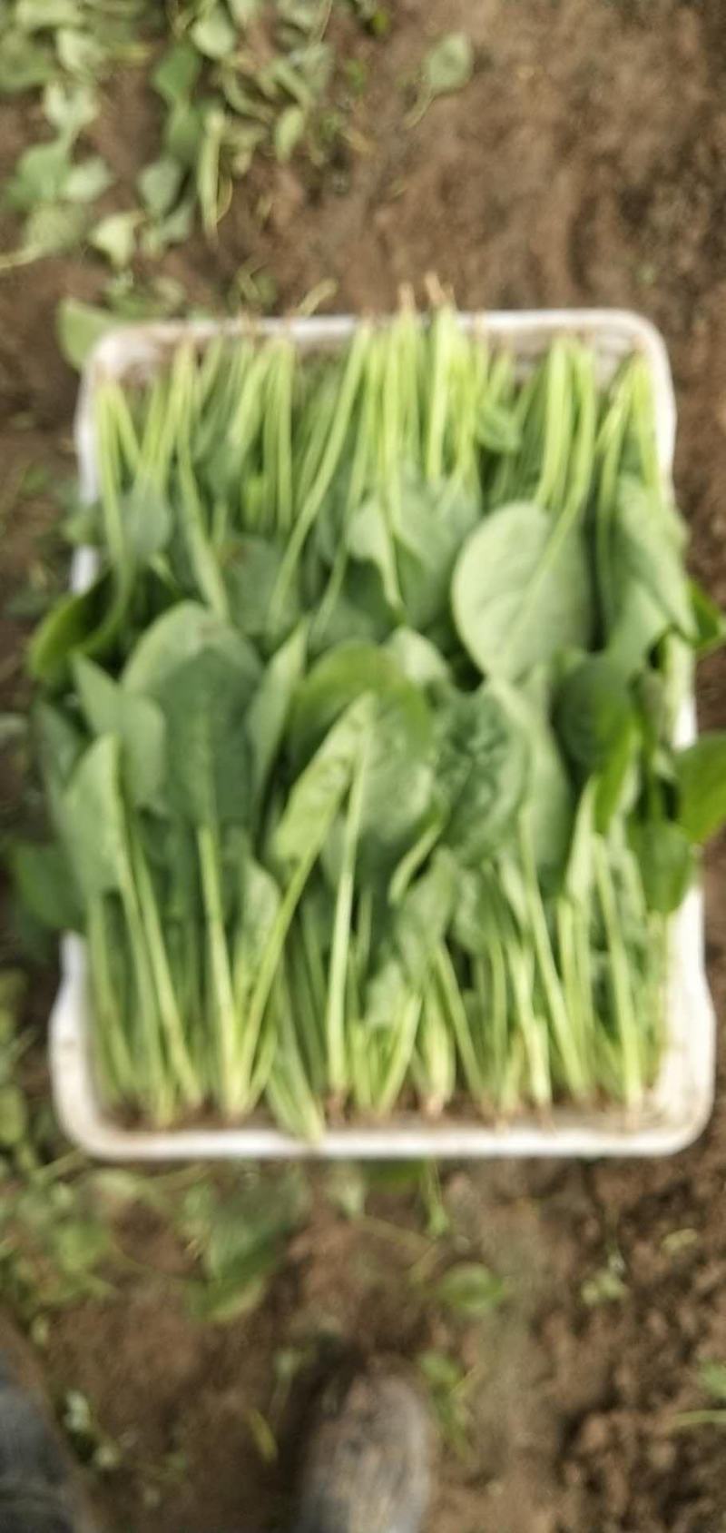 精品菠菜