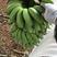 广东湛江徐闻粉蕉、小米蕉一手货源，蕉地可以视频看货