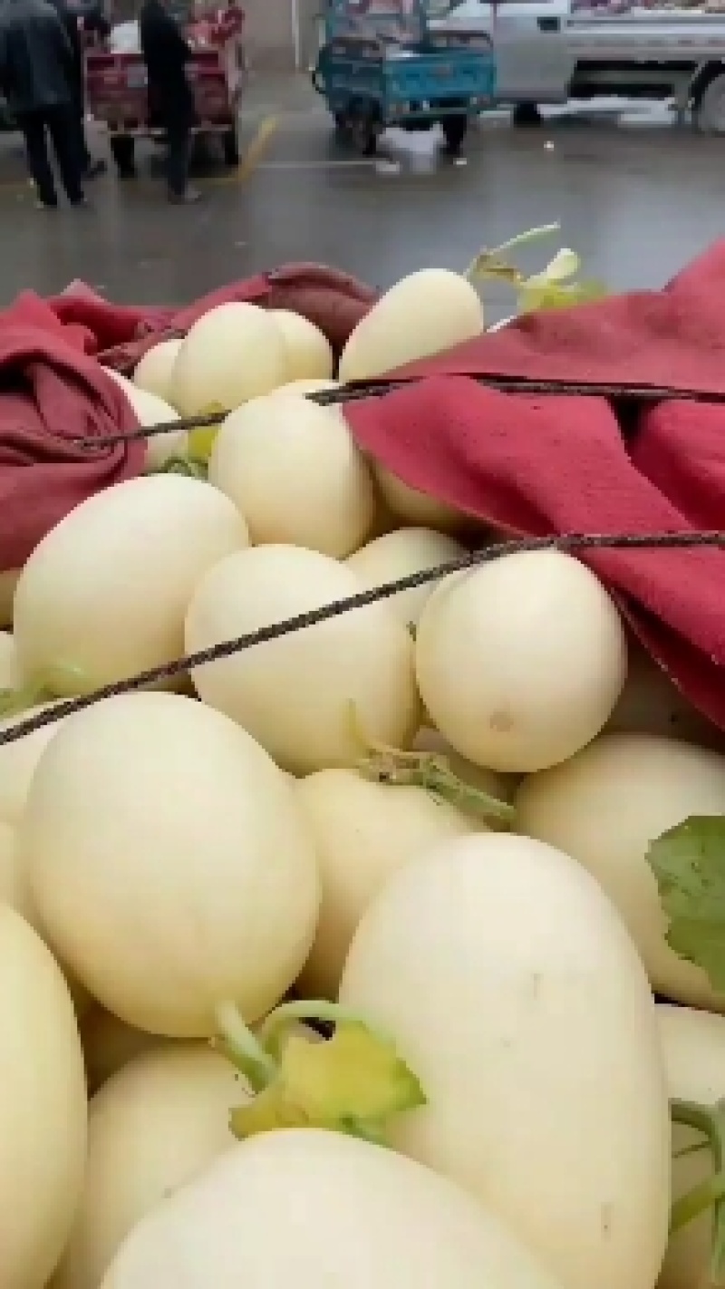 河南东方蜜甜瓜，精品甜瓜，即将大量上市，对接全国各大市场