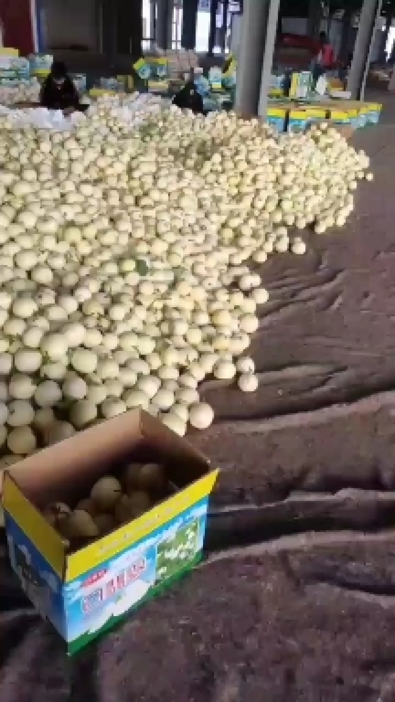 河南东方蜜甜瓜，精品甜瓜，即将大量上市，对接全国各大市场