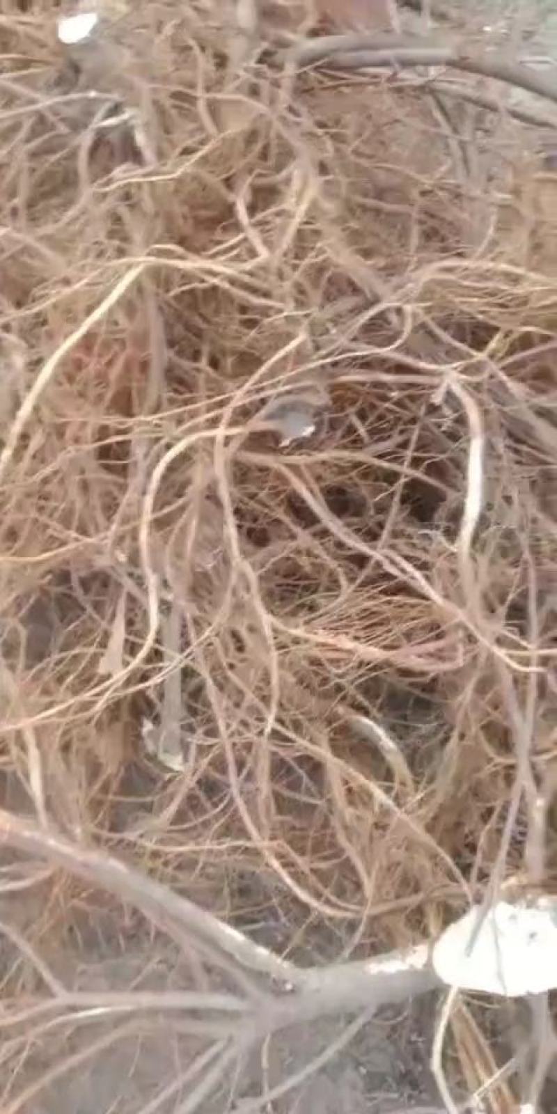 五指毛桃，现货提供，货非常好，质量保证，快递包邮到家