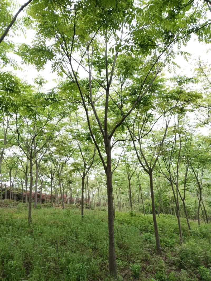 栾树
